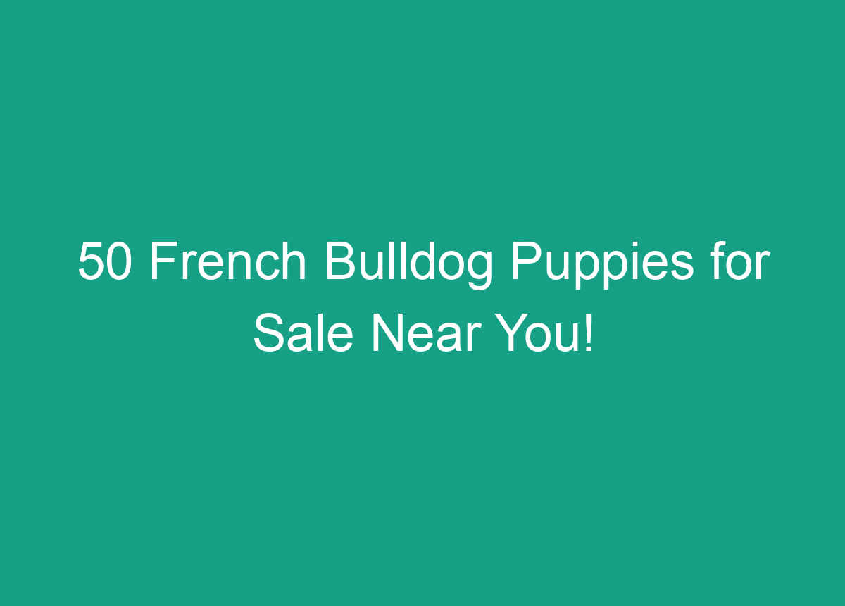 50 French Bulldog Puppies For Sale Near You!