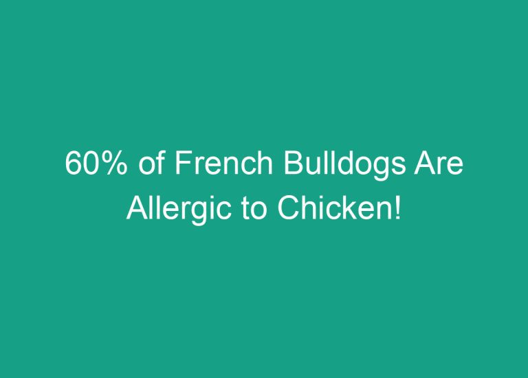 60% of French Bulldogs Are Allergic to Chicken!