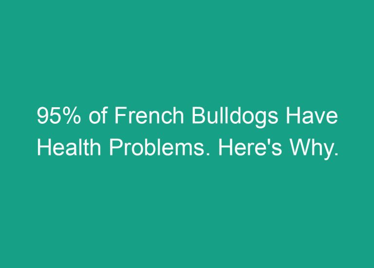 95% of French Bulldogs Have Health Problems. Here’s Why.