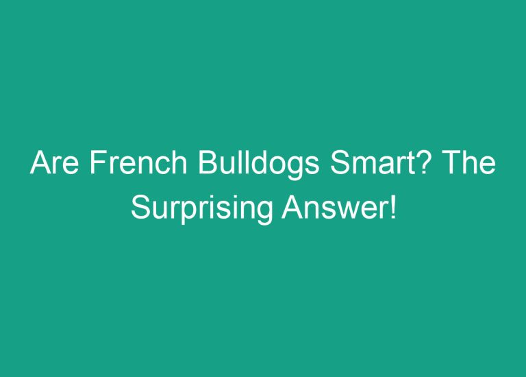 Are French Bulldogs Smart? The Surprising Answer!