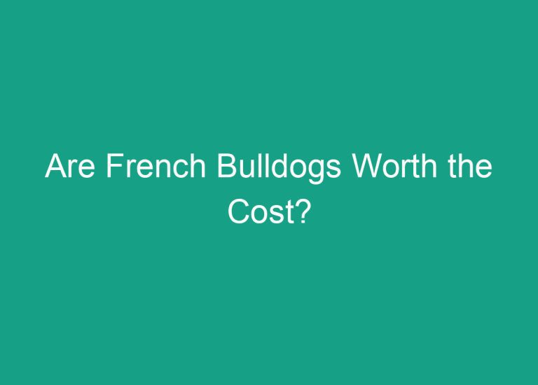 Are French Bulldogs Worth the Cost?