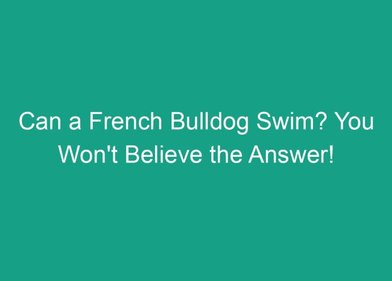 Can a French Bulldog Swim? You Won’t Believe the Answer!