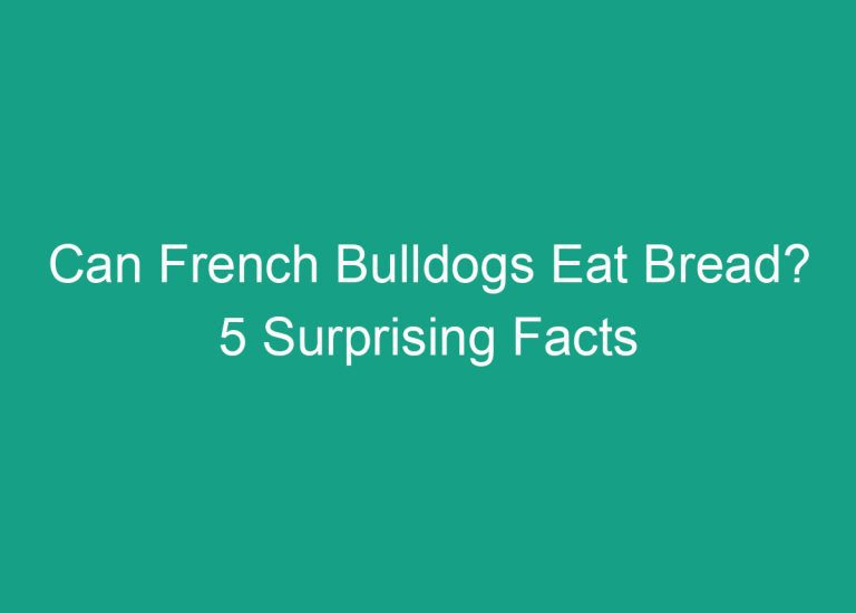 Can French Bulldogs Eat Bread? 5 Surprising Facts