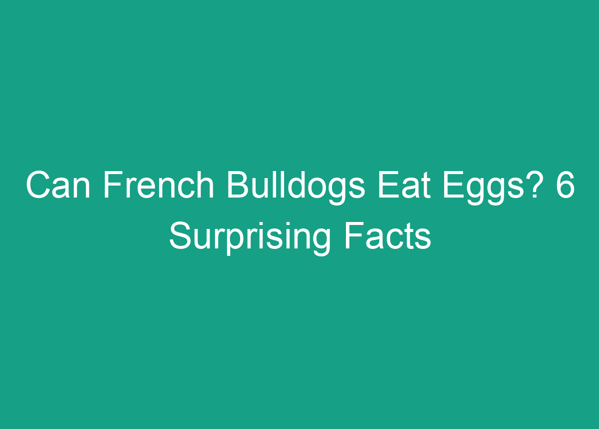 Can French Bulldogs Eat Eggs? 6 Surprising Facts