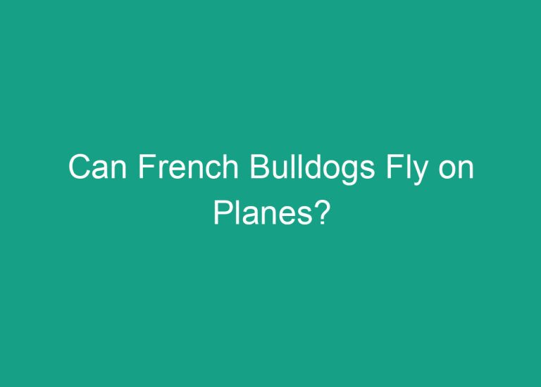 Can French Bulldogs Fly on Planes?