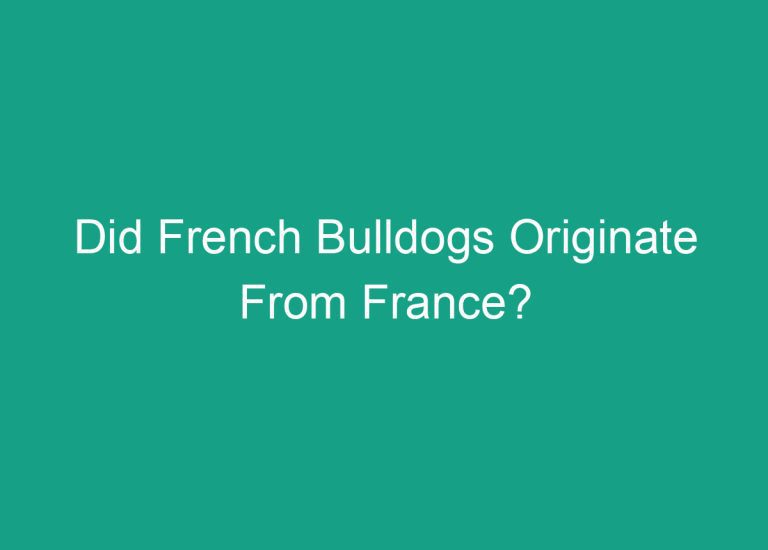 Did French Bulldogs Originate From France?