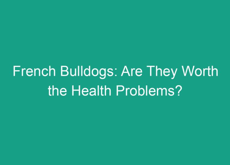 French Bulldogs: Are They Worth the Health Problems?