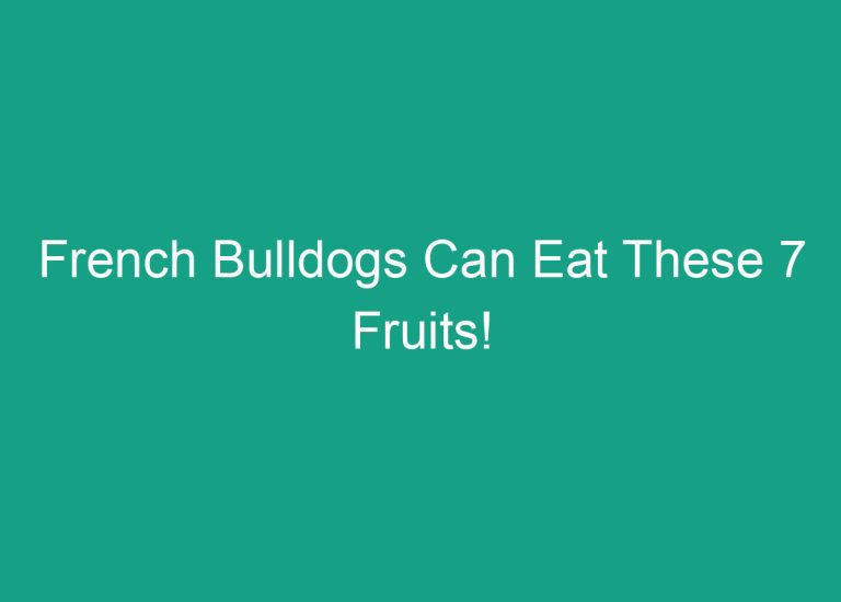 French Bulldogs Can Eat These 7 Fruits!