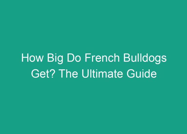 How Big Do French Bulldogs Get? The Ultimate Guide