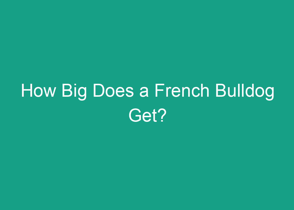 How Big Does A French Bulldog Get?