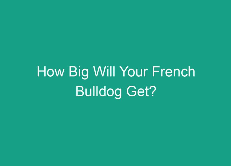 How Big Will Your French Bulldog Get?
