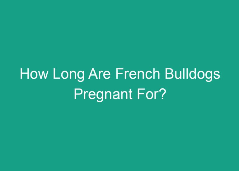 How Long Are French Bulldogs Pregnant For?