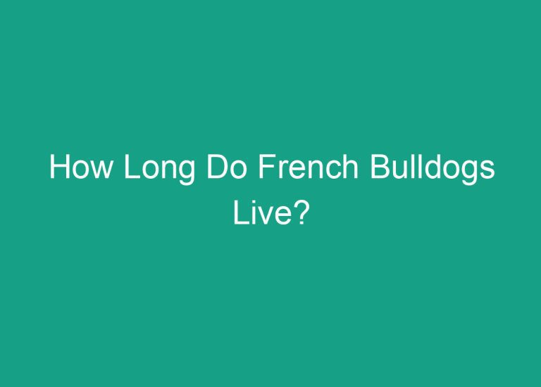 How Long Do French Bulldogs Live?