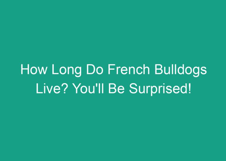 How Long Do French Bulldogs Live? You’ll Be Surprised!