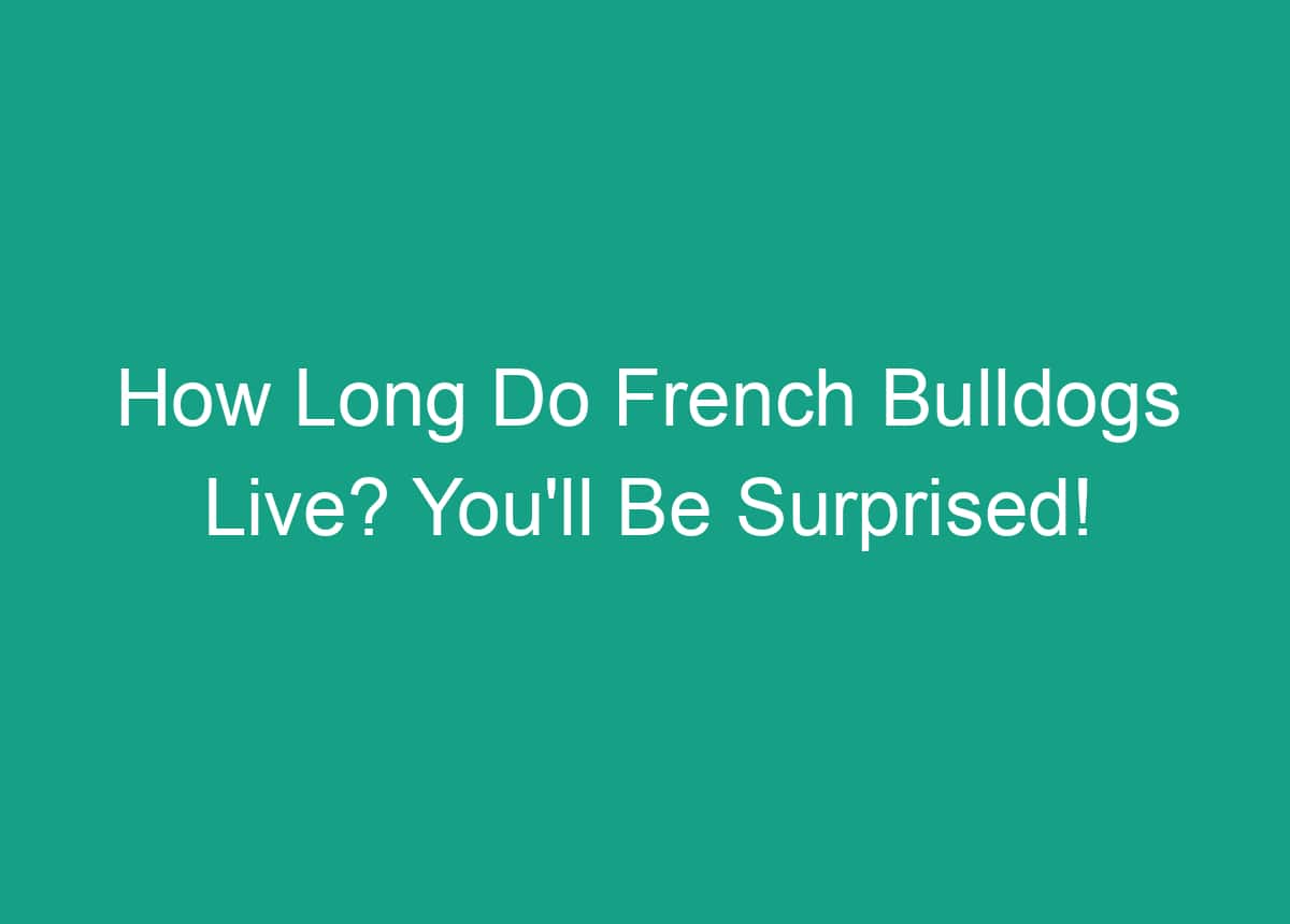 How Long Do French Bulldogs Live? You'll Be Surprised!