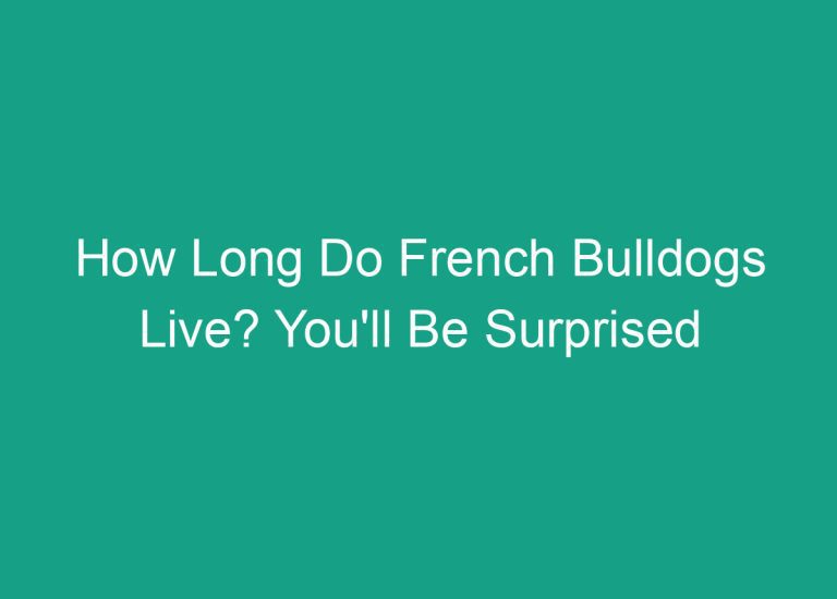 How Long Do French Bulldogs Live? You’ll Be Surprised