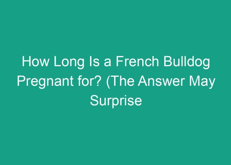 How Long Is a French Bulldog Pregnant for? (The Answer May Surprise You!)