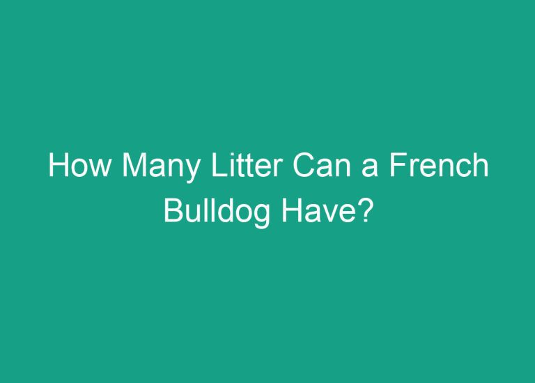 How Many Litter Can a French Bulldog Have?