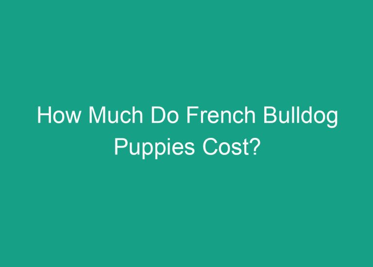 How Much Do French Bulldog Puppies Cost?