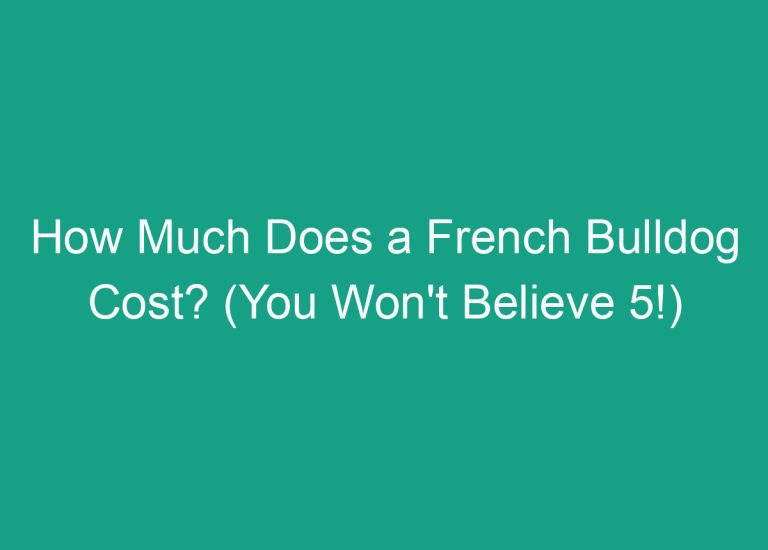 How Much Does a French Bulldog Cost? (You Won’t Believe 5!)