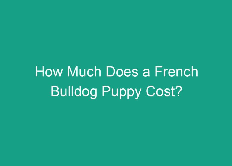 How Much Does a French Bulldog Puppy Cost?