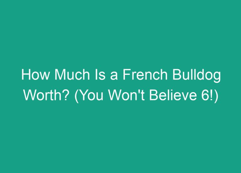 How Much Is a French Bulldog Worth? (You Won’t Believe 6!)