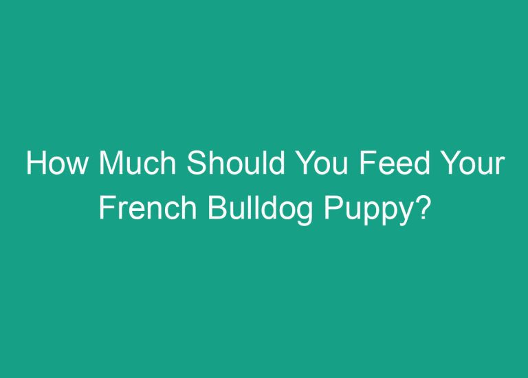 How Much Should You Feed Your French Bulldog Puppy?