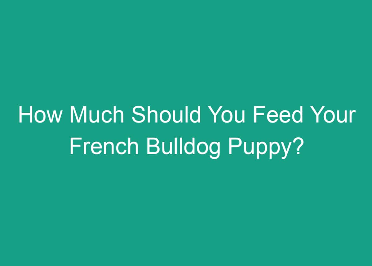 How Much Should You Feed Your French Bulldog Puppy?