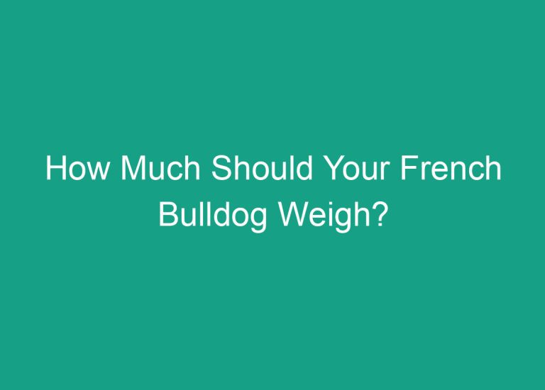 How Much Should Your French Bulldog Weigh?