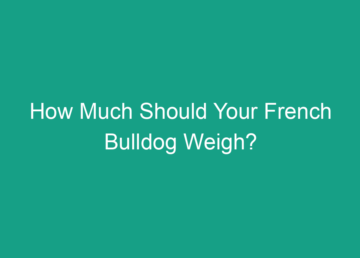 How Much Should Your French Bulldog Weigh?
