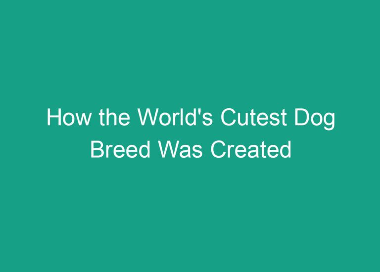 How the World’s Cutest Dog Breed Was Created