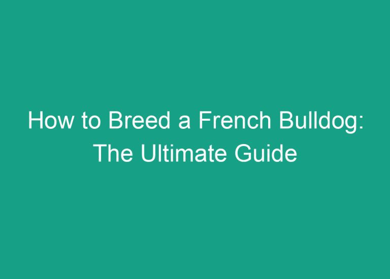 How to Breed a French Bulldog: The Ultimate Guide