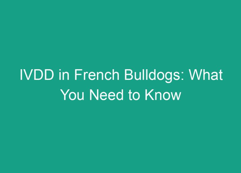 IVDD in French Bulldogs: What You Need to Know