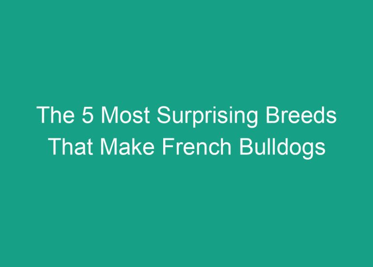 The 5 Most Surprising Breeds That Make French Bulldogs