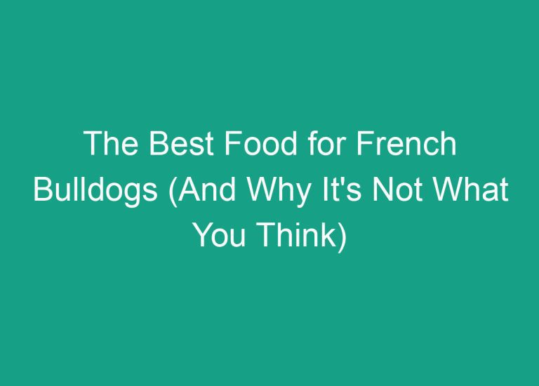 The Best Food for French Bulldogs (And Why It’s Not What You Think)