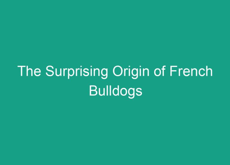 The Surprising Origin of French Bulldogs