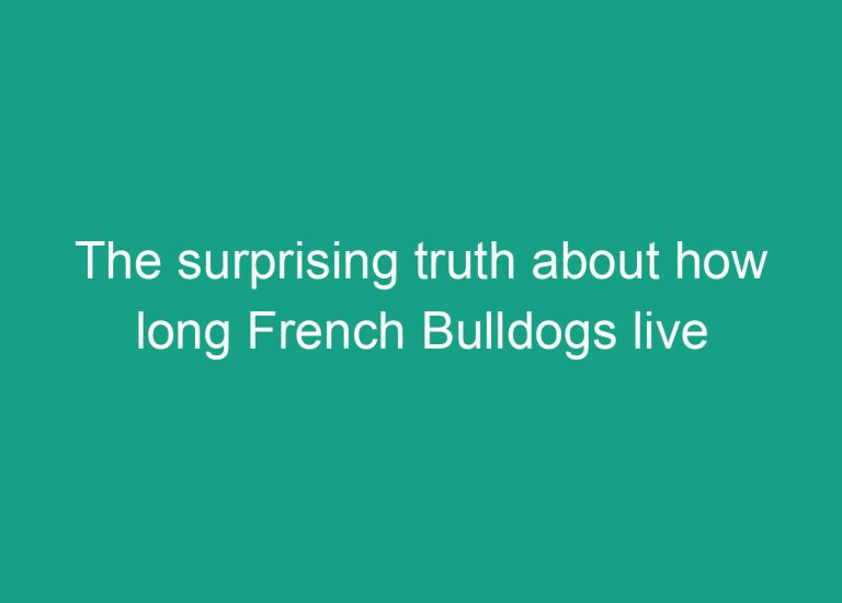 The surprising truth about how long French Bulldogs live