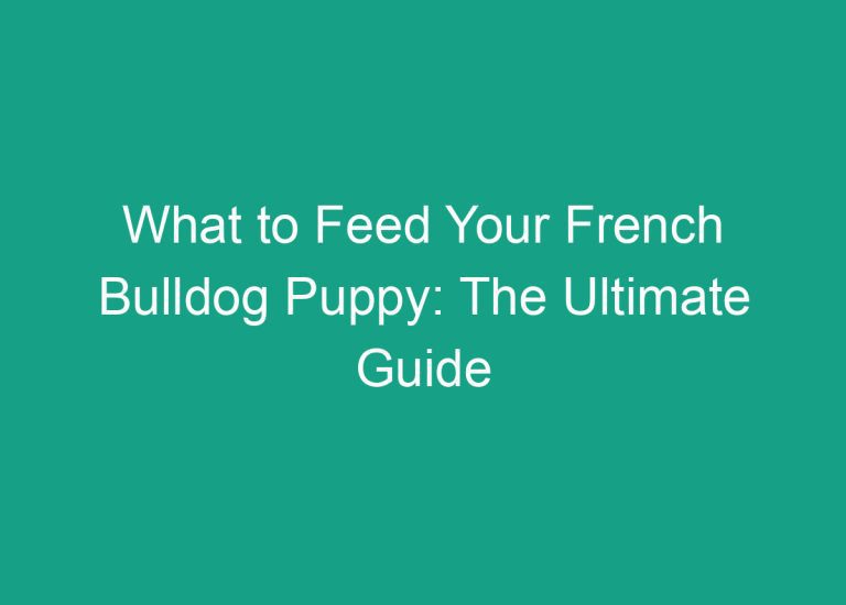 What to Feed Your French Bulldog Puppy: The Ultimate Guide