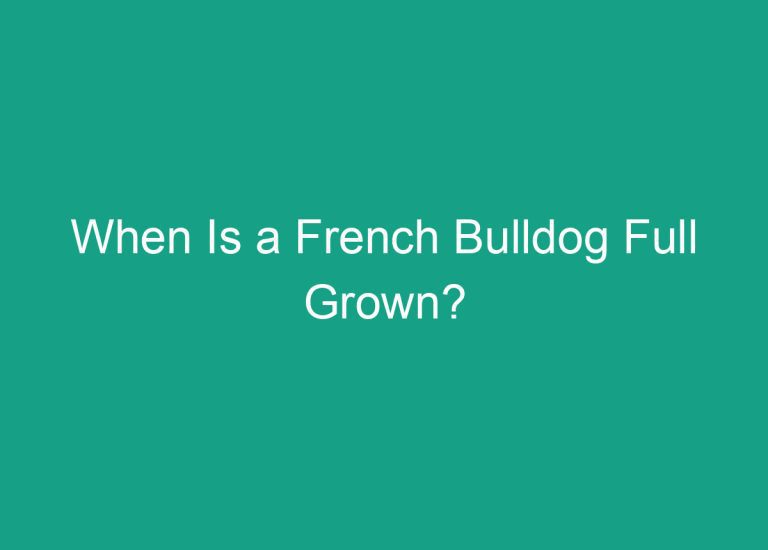 When Is a French Bulldog Full Grown?