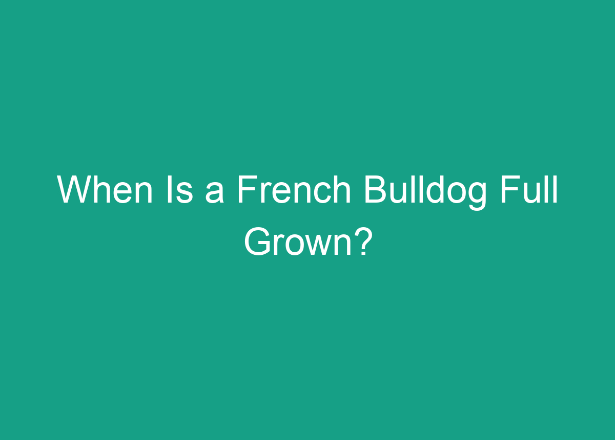 When Is A French Bulldog Full Grown?