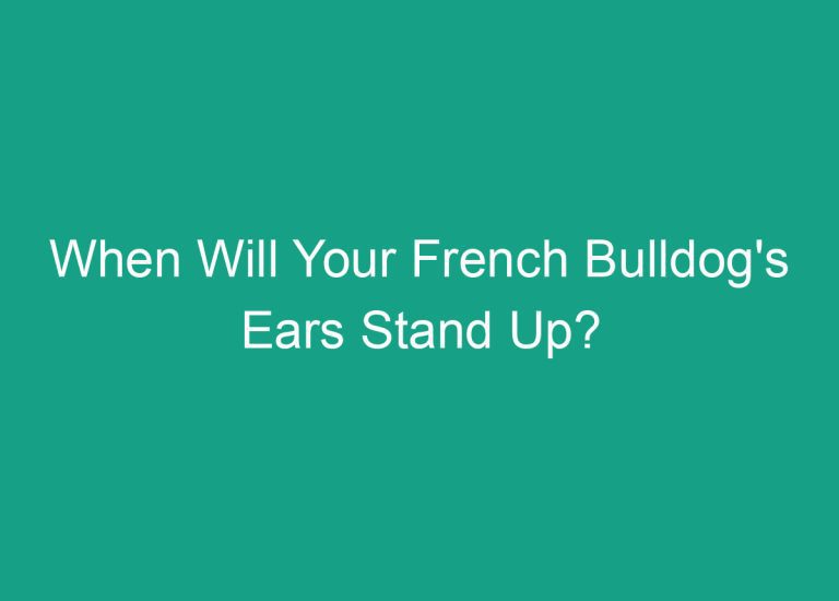 When Will Your French Bulldog’s Ears Stand Up?