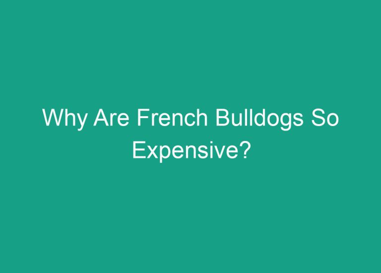 Why Are French Bulldogs So Expensive?