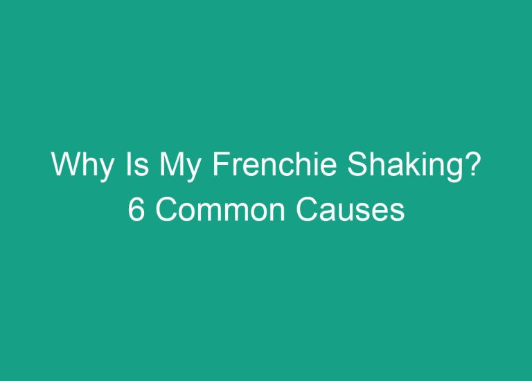 Why Is My Frenchie Shaking? 6 Common Causes