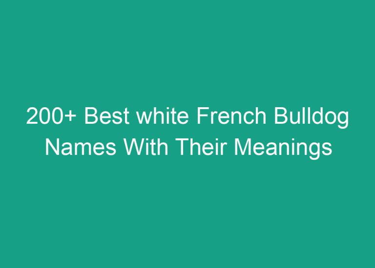 200+ Unique and Meaningful Names for a White French Bulldog