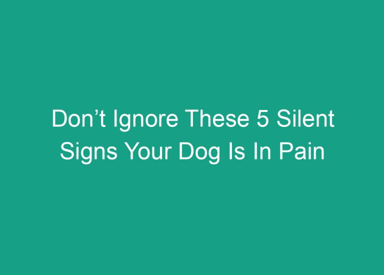 Don’t Ignore These 5 Silent Signs Your Dog Is In Pain
