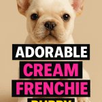 cream French Bulldog puppy