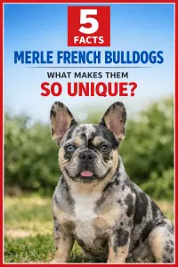 Merle French Bulldogs Explained: Rare Genetics That Make Them Stand Out