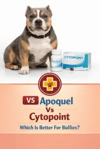 Apoquel Vs Cytopoint For Bullies With Severe Itching (1)