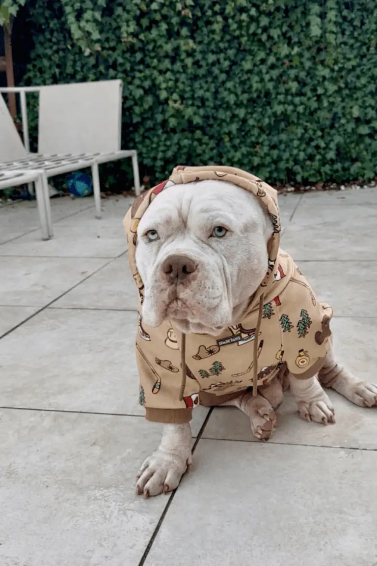 What Is the XL Bully Ban — and How Dangerous Are These Dogs?