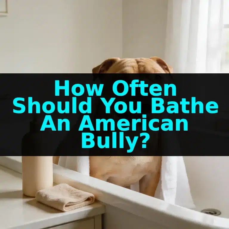 How Often Should You Bathe An American Bully?